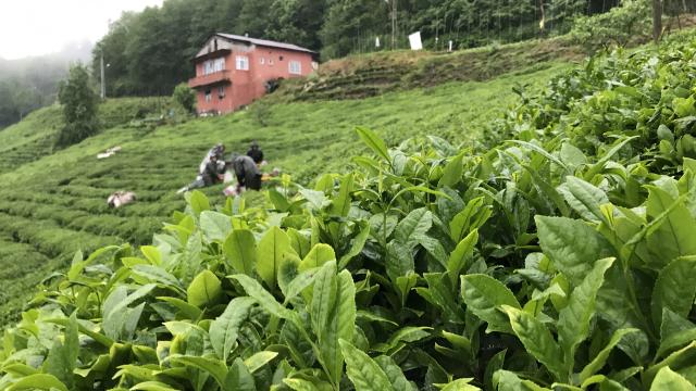 Çay ihracatı 3,2 milyon doları aştı